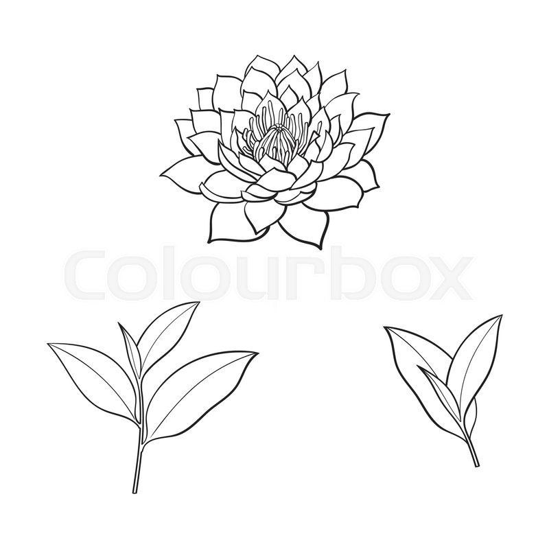 800x800 Vector Sketch Cartoon Lotus Flower Blossom Blooming, Tea Leaves - Lotus Leaf Sketch