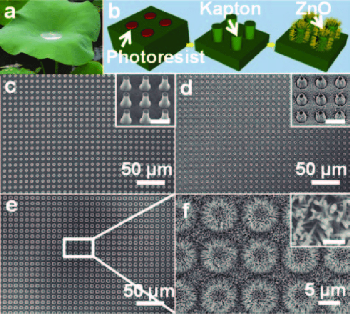 684x613 A) Photograph Of A Lotus Leaf. (B) Sketch Of The Fabrication - Lotus Leaf Sketch