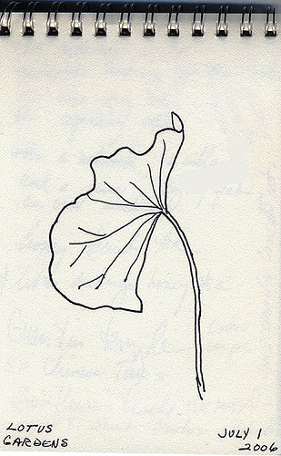 309x500 Lotus Leaf Sketch From The Trip To The Lotus Garden. Jhhymas - Lotus Leaf Sketch