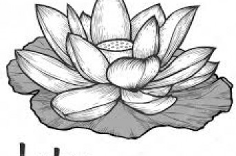 343x228 Draw A Vector Lotus Flower - Lotus Leaf Sketch