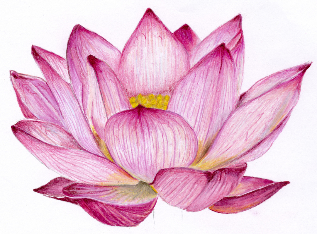 1081x800 Lotus Sketch Images Lotus Flower Drawing Sketch At Getdrawings - Lotus Sketch
