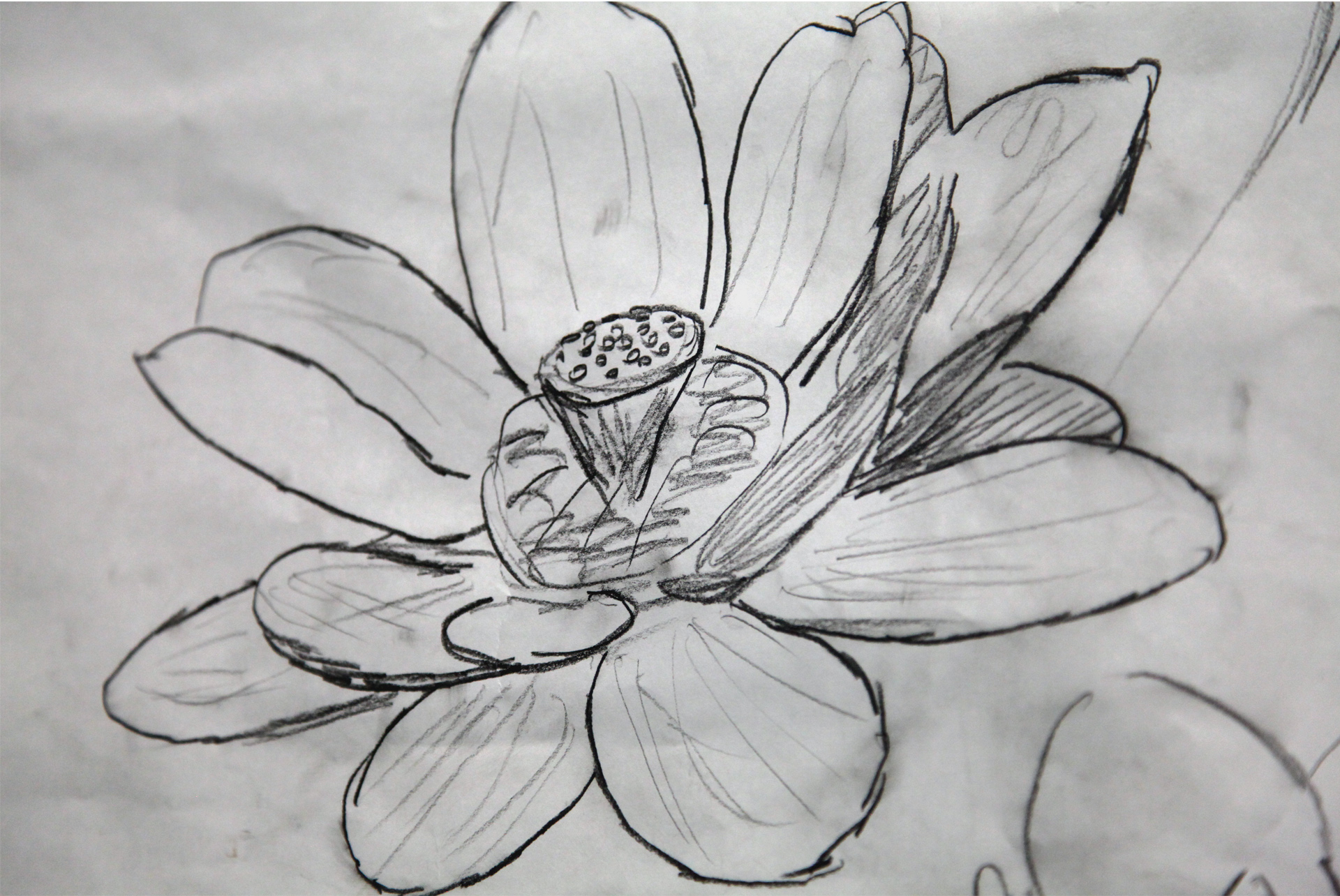 1920x1284 Lotus Sketch By Geoffrey C. Smith - Lotus Sketch