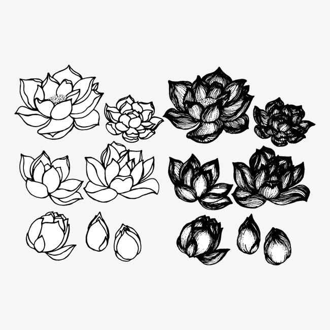 650x649 Lotus Sketches And Drawings, Lotus, Sketch, Artwork Png And Vector - Lotus Sketch