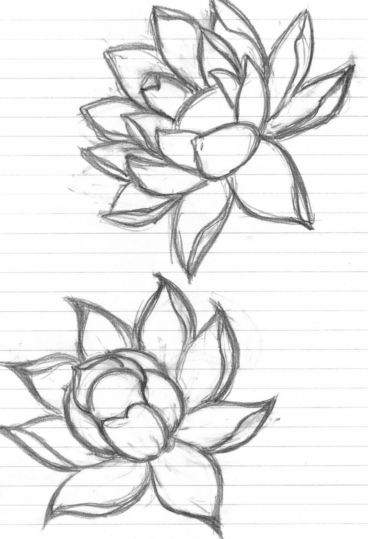 736x1077 Lotus Flower Sketch Lotus Flower Sketch Lotus Flower Drawing - Lotus Sketch Images