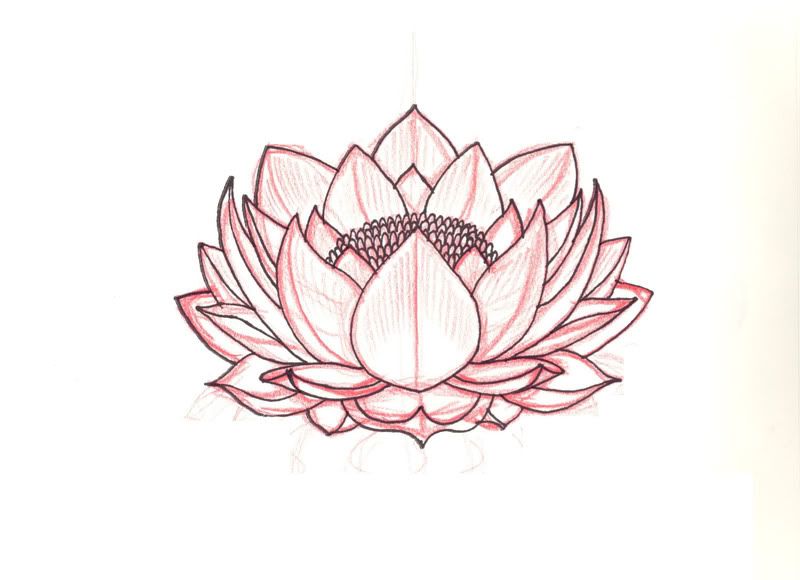 800x580 Lotus Sketch Pictures Images And Photos Tattoo In 2018 - Lotus Sketch Images