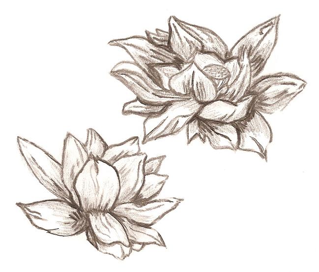 649x553 Lotus Sketch By Pho3nixx08 - Lotus Sketch Images