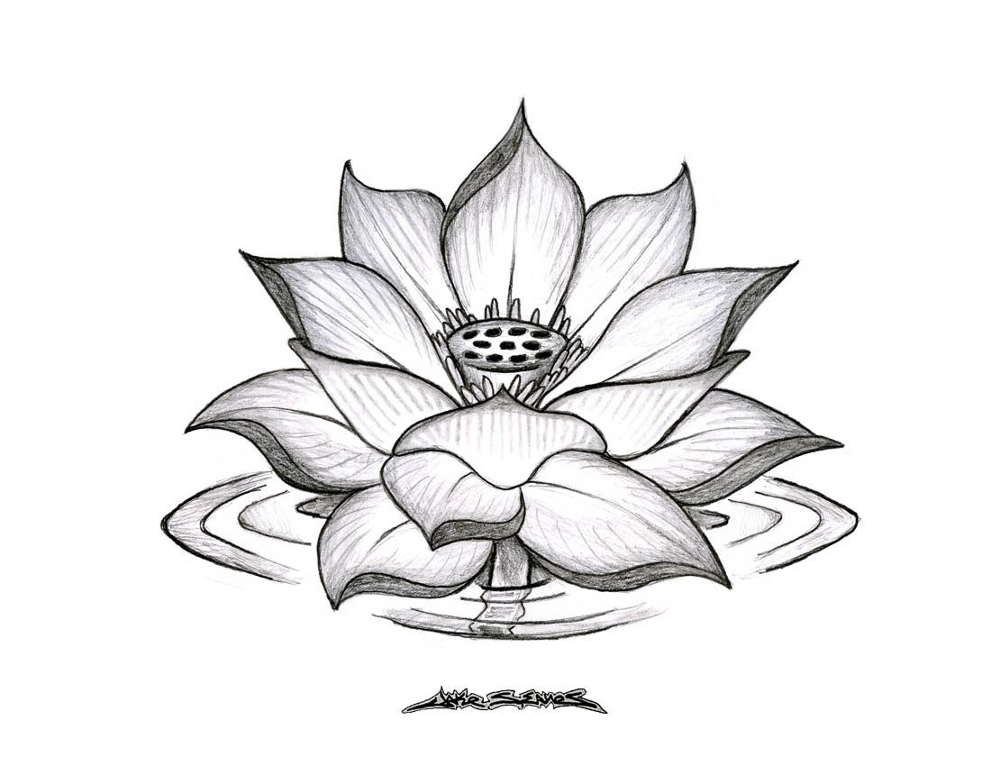 1100x850 Pencil Sketches Lotus Flower Images About Lotus Flowers On - Lotus Sketch Images