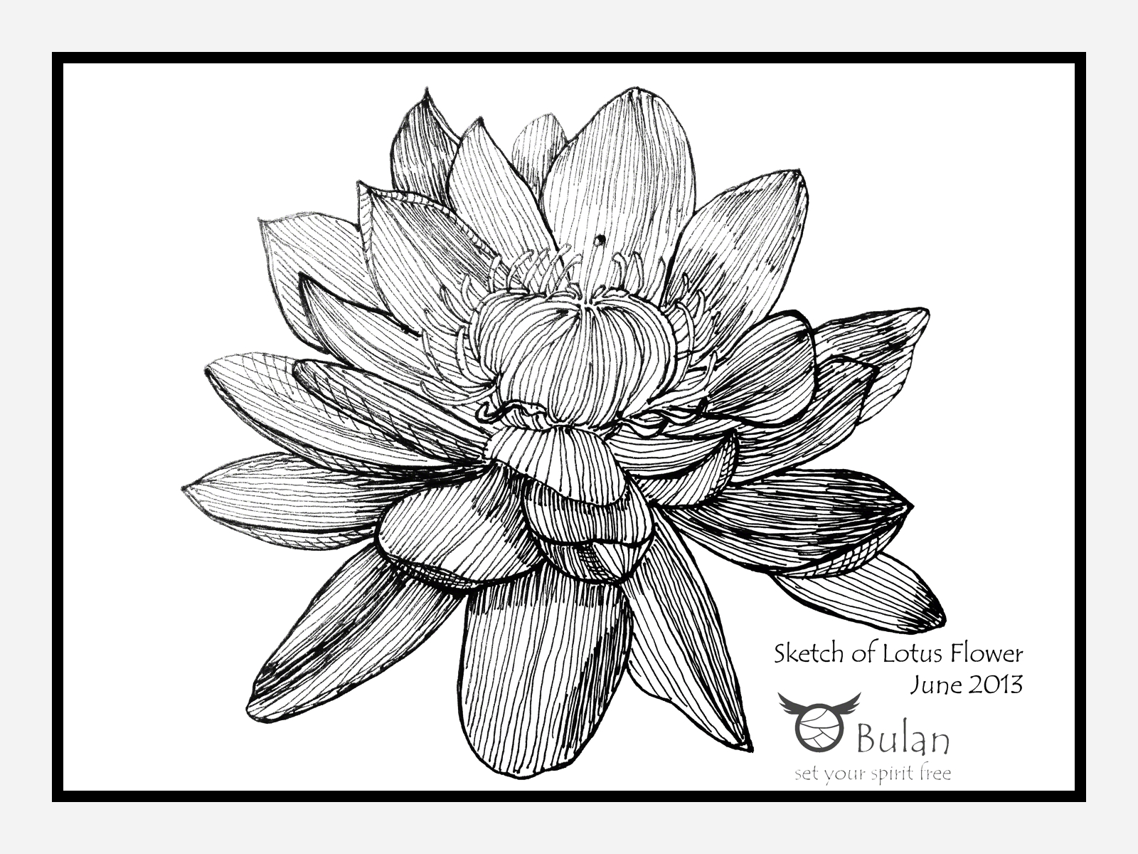 1600x1200 Sketch Of The Day No 67 Lotus Flower - Lotus Sketch Images