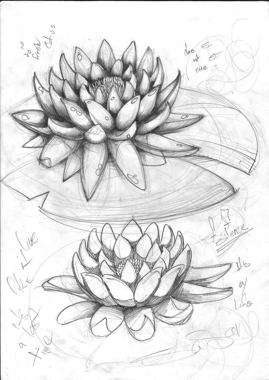 900x1272 Lotus Sketch By Sasan Art - Lotus Sketch Images