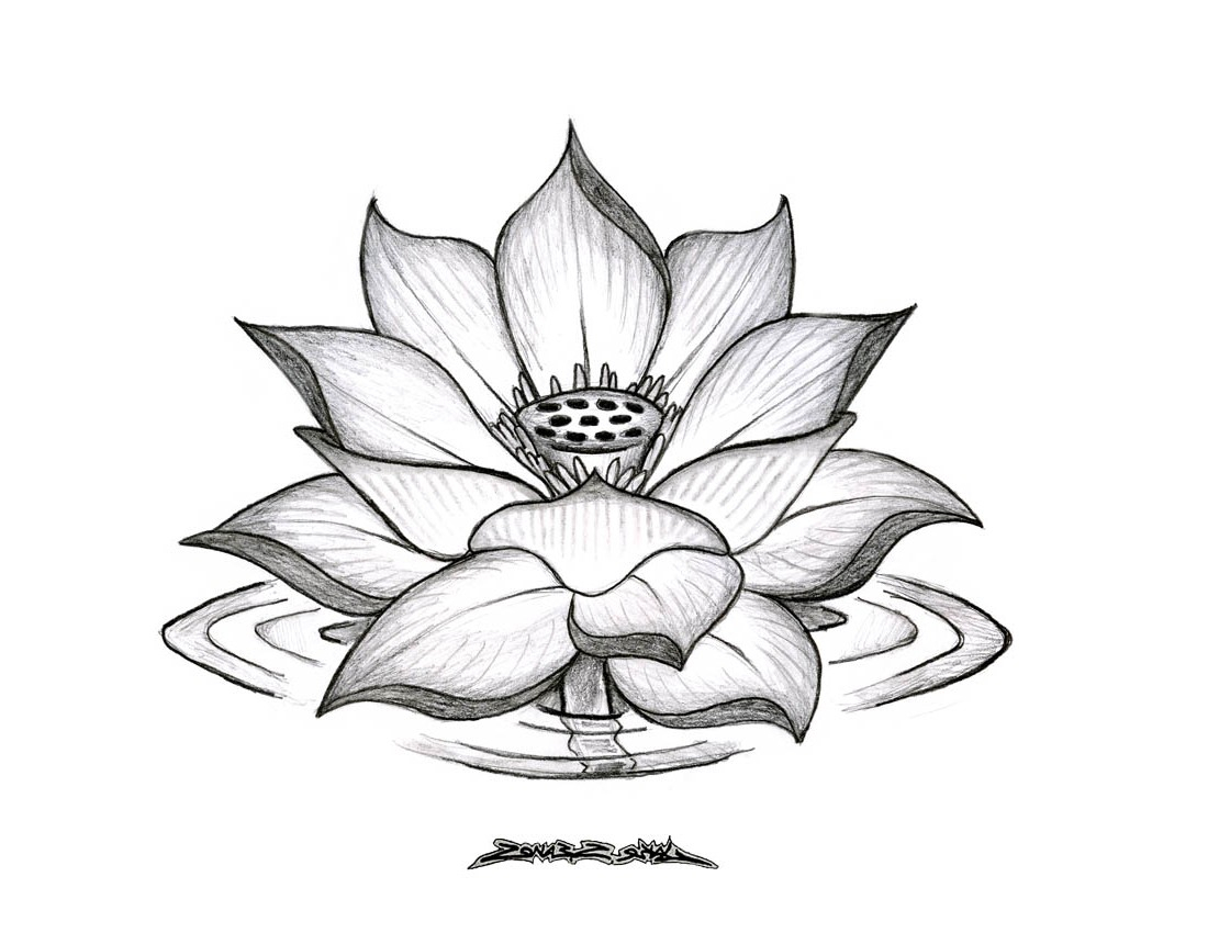 1100x850 Flower Lotus Drawing Lotus Flower - Lotus Sketch Images