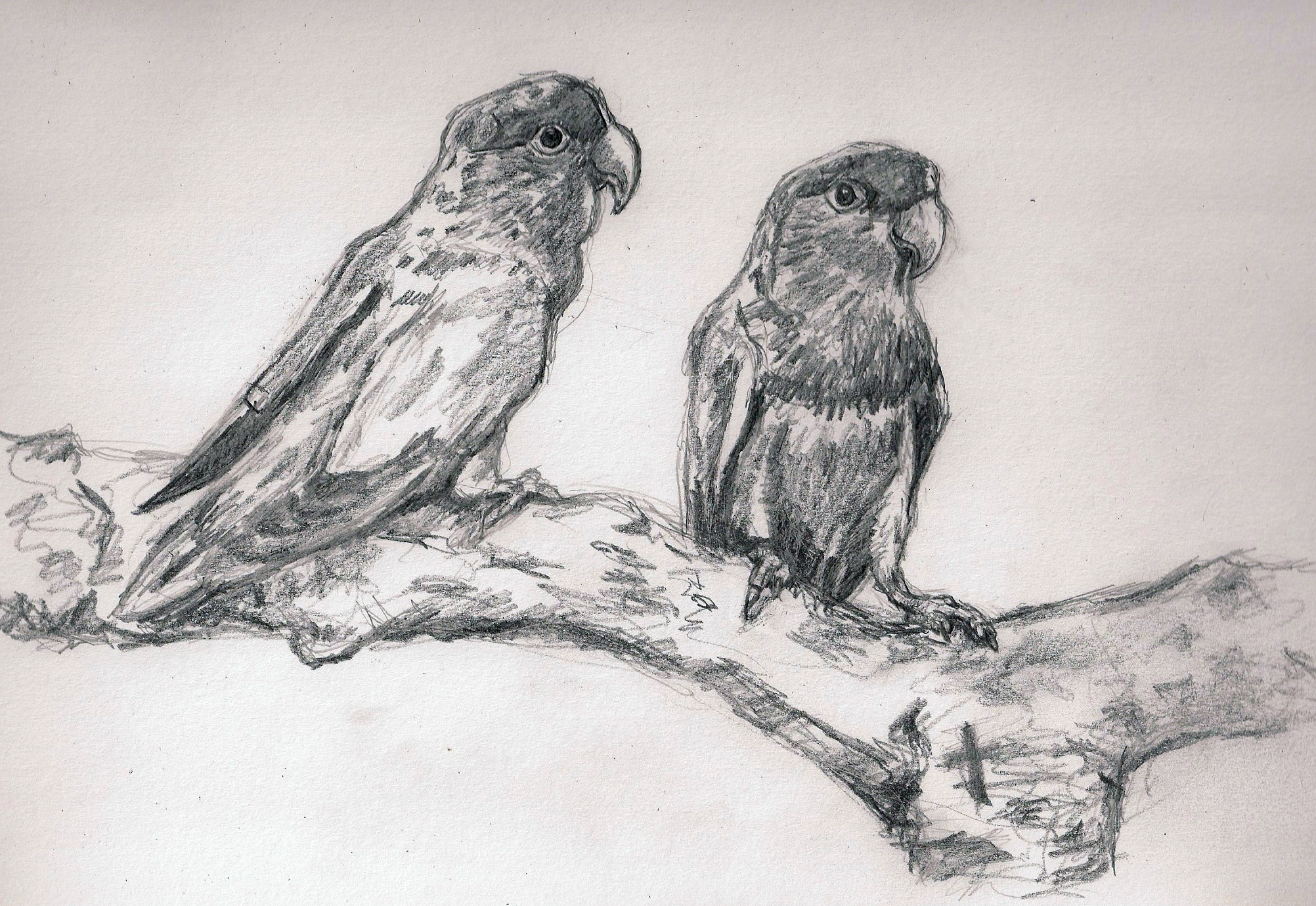 2004x1380 Love Birds 365 Sketch Love Birds 1 Sketch A Day For 1 Hour A Day. - Love Birds Sketch