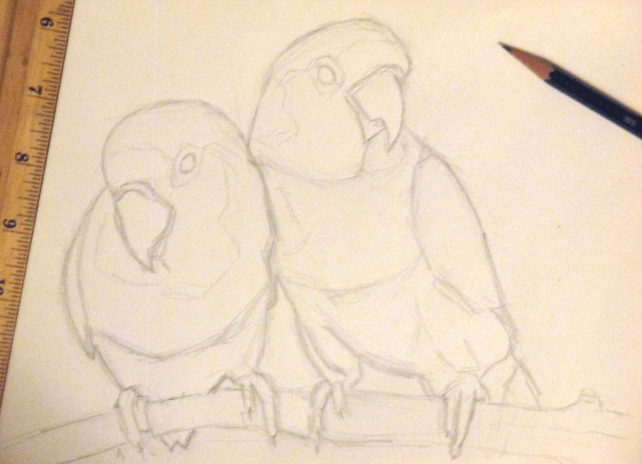 900x651 Drawn Lovebird Pencil Sketching - Love Birds Sketch Images