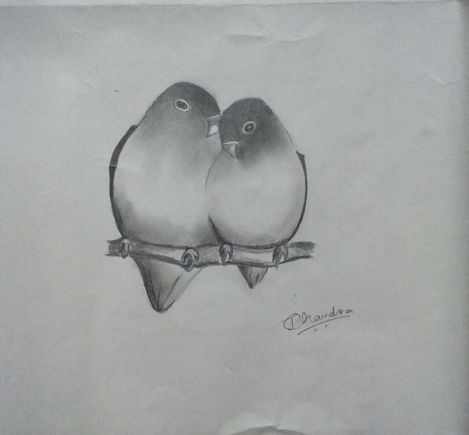 960x890 Love Birds - Love Birds Sketch Images