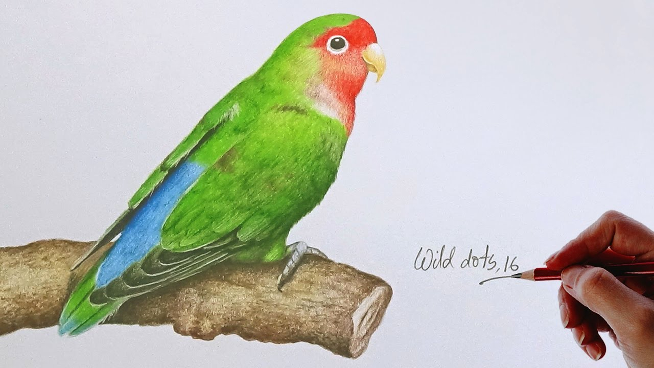 1280x720 Love Birds Drawing - Love Birds Sketch Images