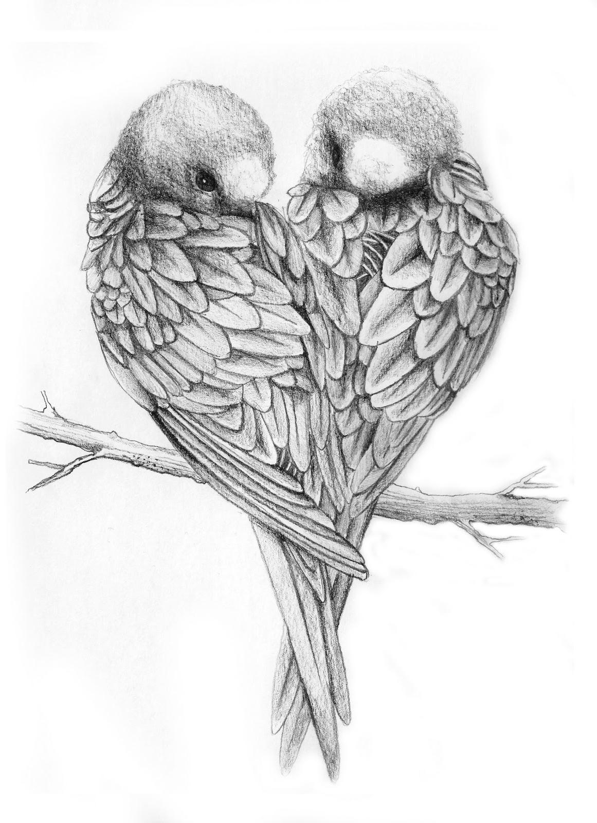 Pencil Drawing Images Of Love Birds Rectangle Circle