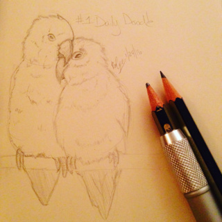 320x320 Lovebirds Drawings On Paigeeworld. Pictures Of Lovebirds - Love Birds Sketch Images