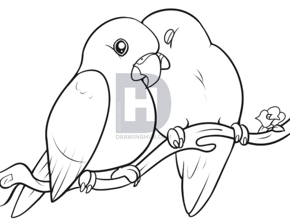 945x720 How To Draw Lovebirds, Step By Step, Drawing Guide, By Darkonator - Lovebird Sketch