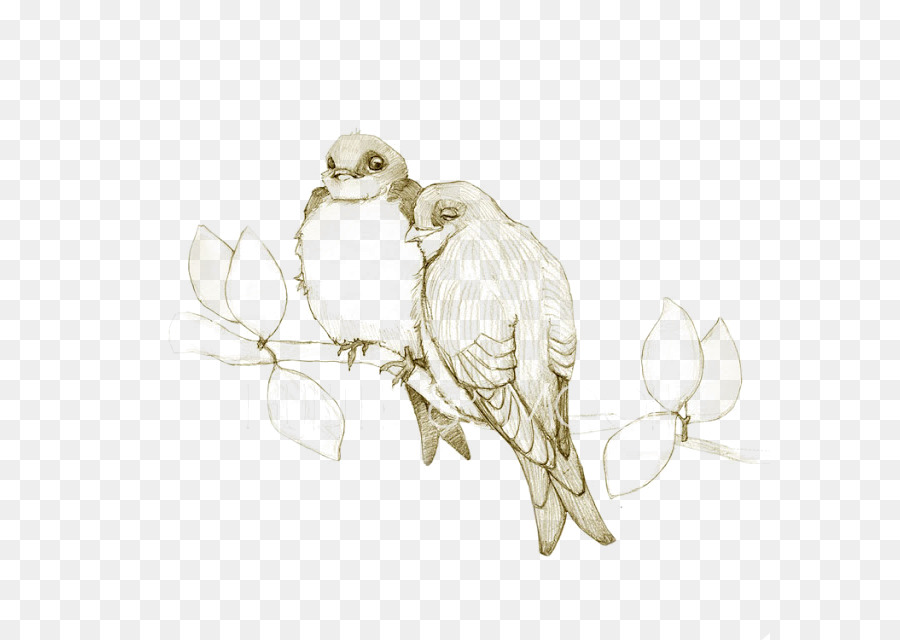 900x640 Owl Lovebird Drawing Sketch - Lovebird Sketch