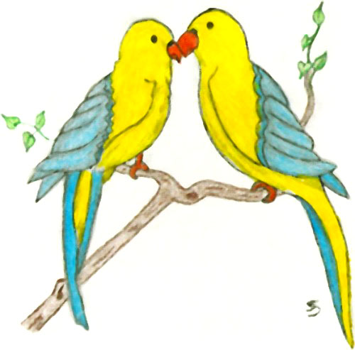 500x493 Collection Of Love Birds Drawing Color High Quality, Free - Lovebird Sketch