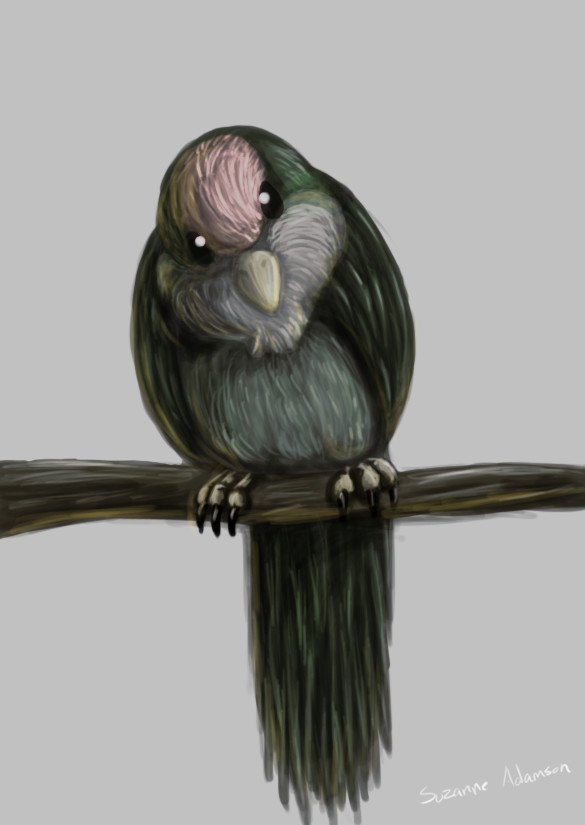 585x825 Suzanne Adamson - Lovebird Sketch