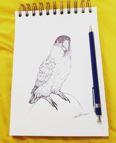 400x492 Love Bird Sketch Tumblr - Lovebird Sketch