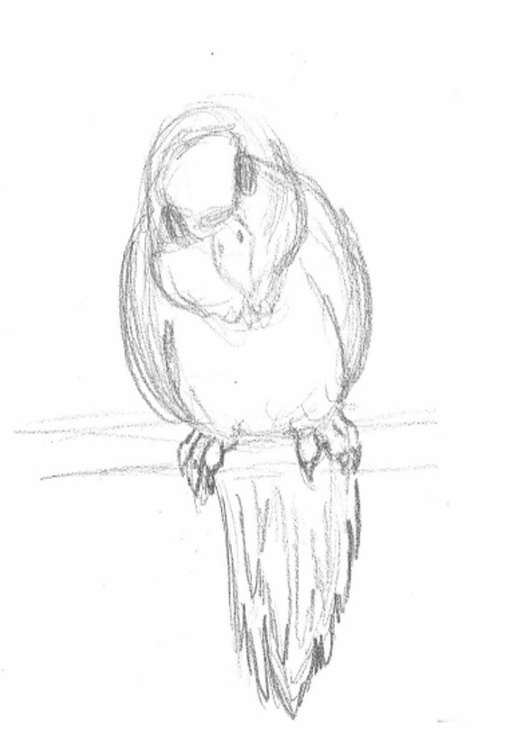 585x825 Artstation - Lovebird Sketch