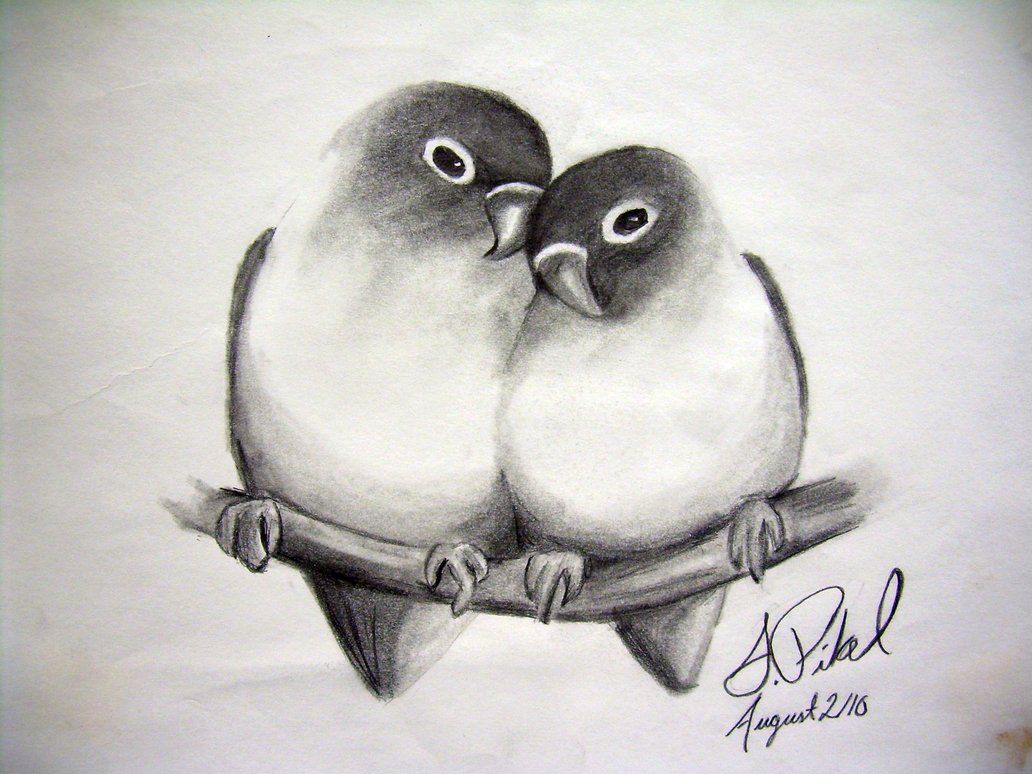 1032x774 Love Birds By Pikels2 Birds Drawings, Pencil - Lovebirds Sketch