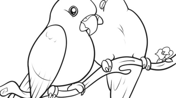 570x320 Pictures Of Birds For Drawing How To Draw Lovebirds Bird Study - Lovebirds Sketch