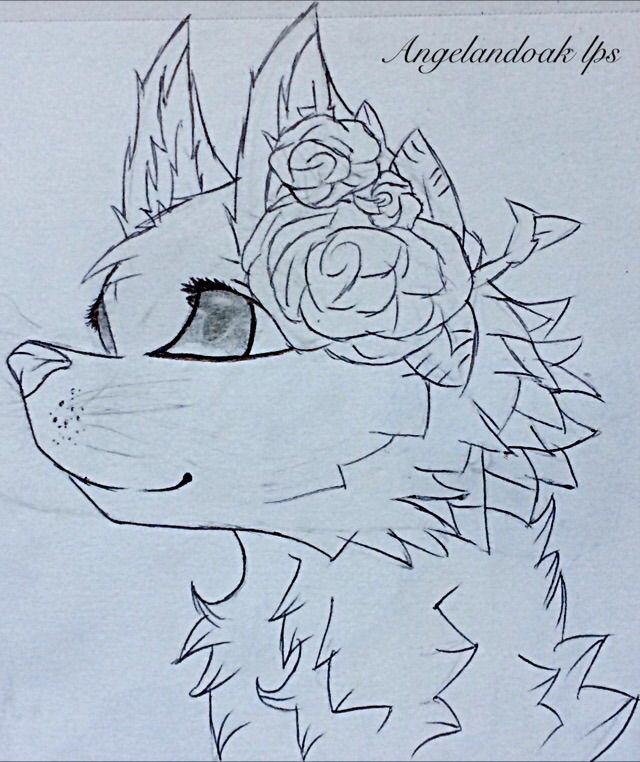 640x762 Lps Fox Sketch500!! Lps Amino - Lps Sketch