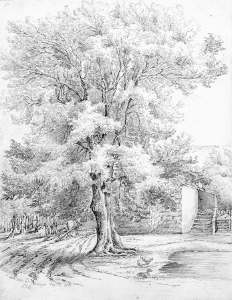 232x300 Filelucy Bacon Sketch Of An Ash Tree.jpg - Lucy Sketch