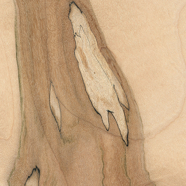600x600 Spalted Maple The Wood Database - Lumber Sketch