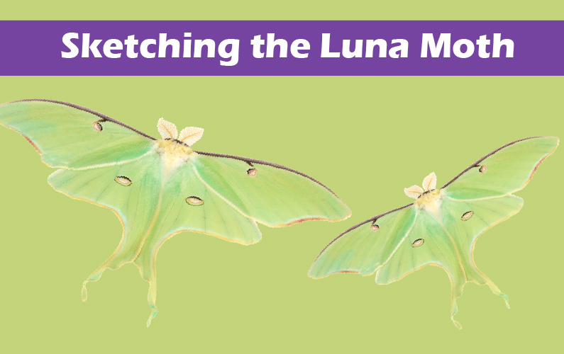 795x500 How To Sketch Moths - Luna Moth Sketch
