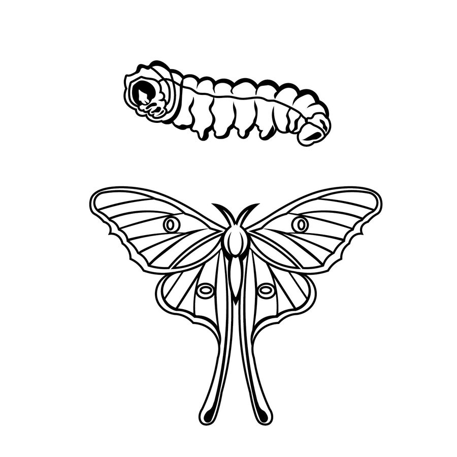 900x900 Illustrate A Luna Moth And Luna Caterpillar Freelancer - Luna Moth Sketch