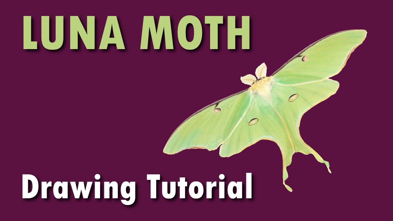 1280x720 Lets Sketch A Luna Moth - Luna Moth Sketch