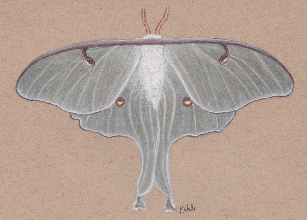 1055x757 Luna Moth Sketch By Wondrousbutstrange - Luna Moth Sketch