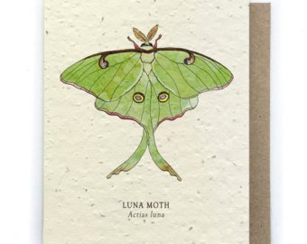 340x270 Luna Moth Drawing Etsy - Luna Moth Sketch
