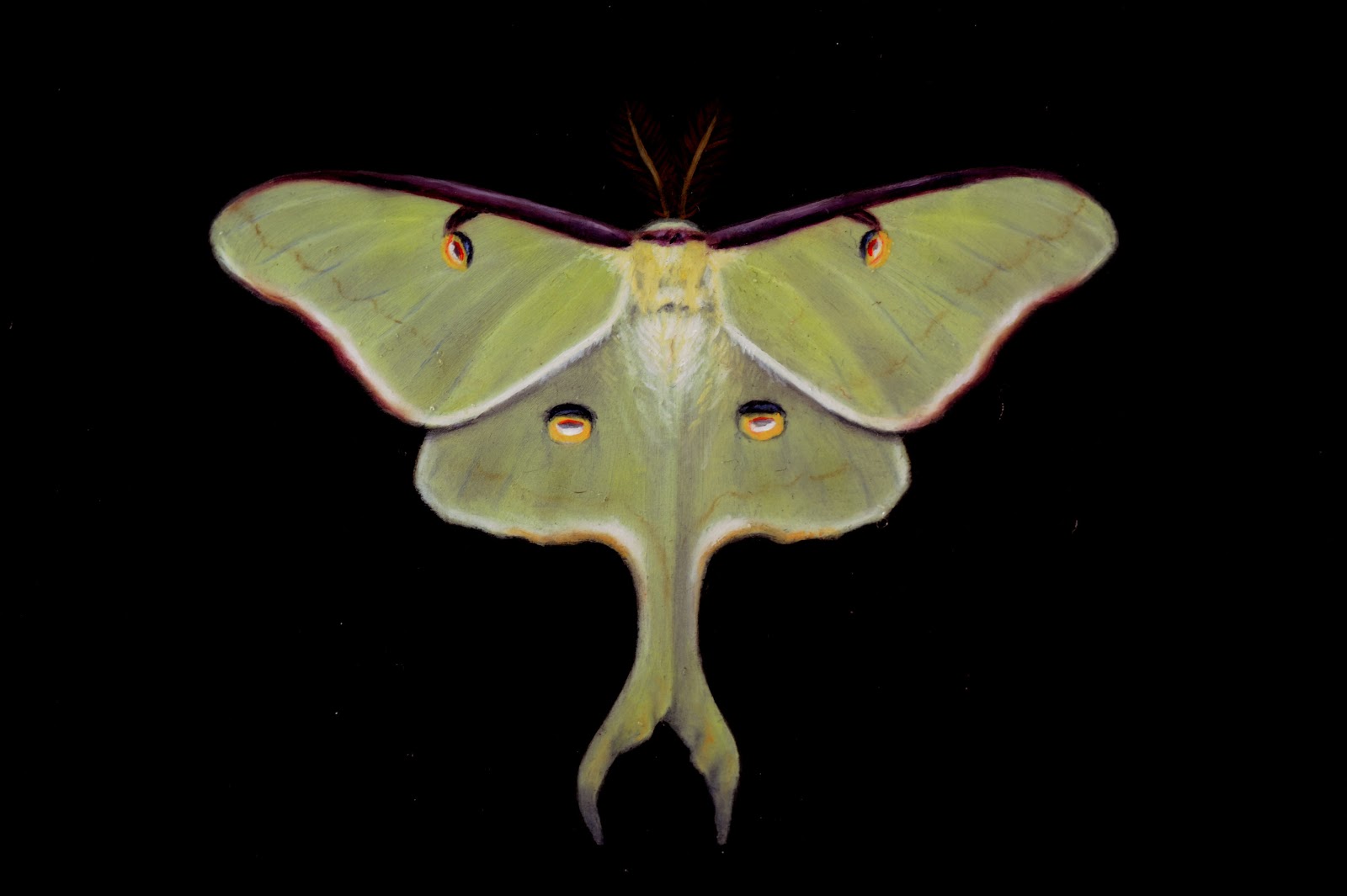 Luna Moth Sketch at PaintingValley.com | Explore collection of Luna ...