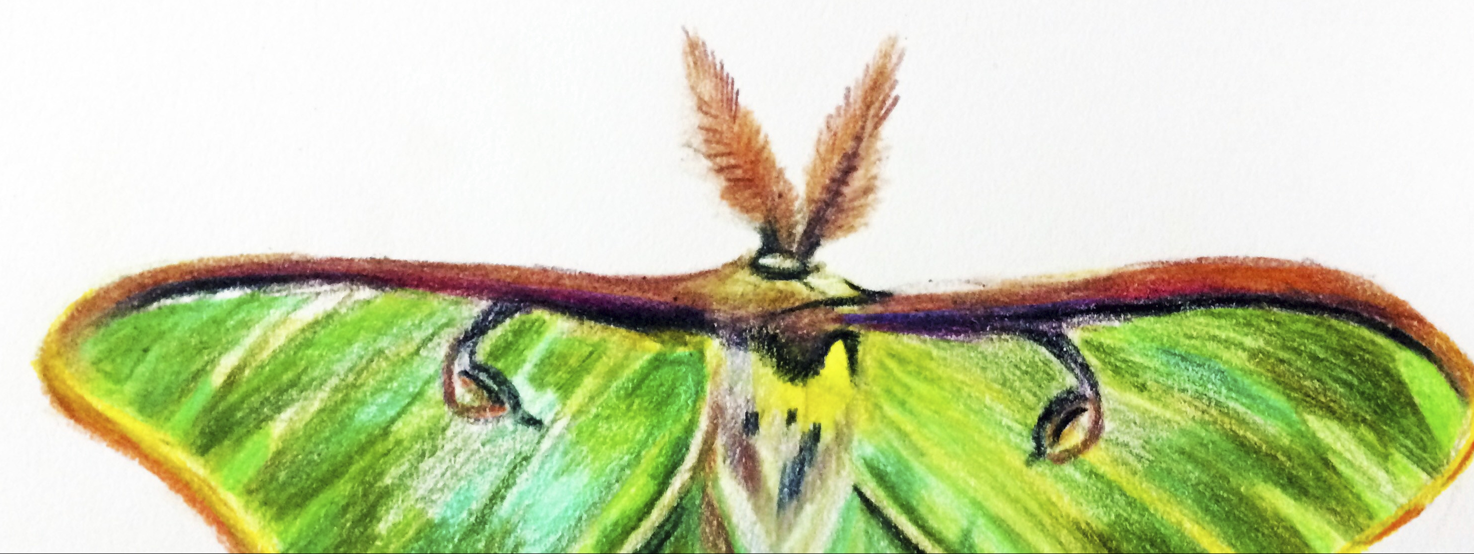 2951x1109 Drawing A Real Live Fairy The Luna Moth The Perpetual Creator - Luna Moth Sketch