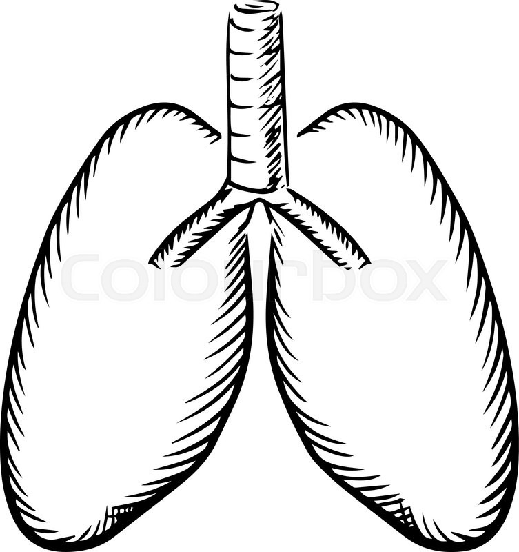 753x800 Healthy Human Lungs With Trachea Sketch Icon, For Medical Or - Lungs Sketch