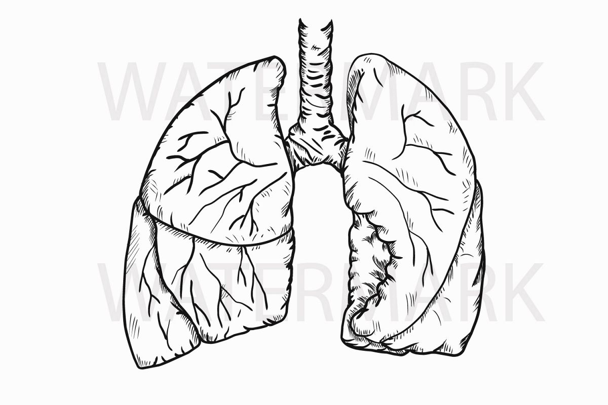 1200x800 Human Real Lungs - Lungs Sketch