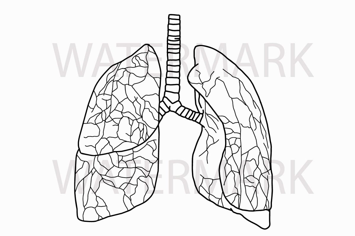 1200x800 Human Real Lungs Outline With Detailed - Lungs Sketch