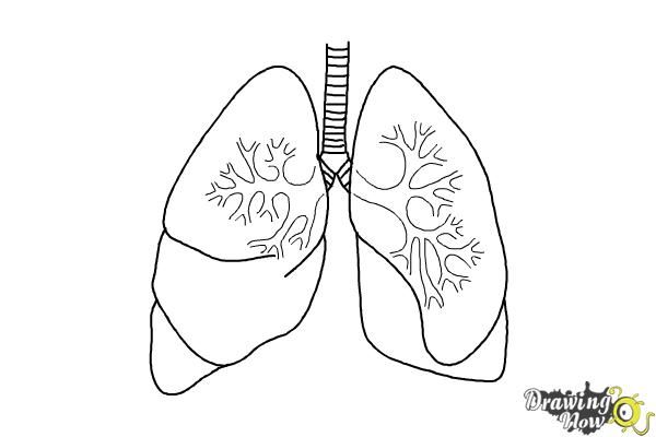 600x400 Lungs Drawing Ld01 Healthsanaz Drawings, Art And - Lungs Sketch