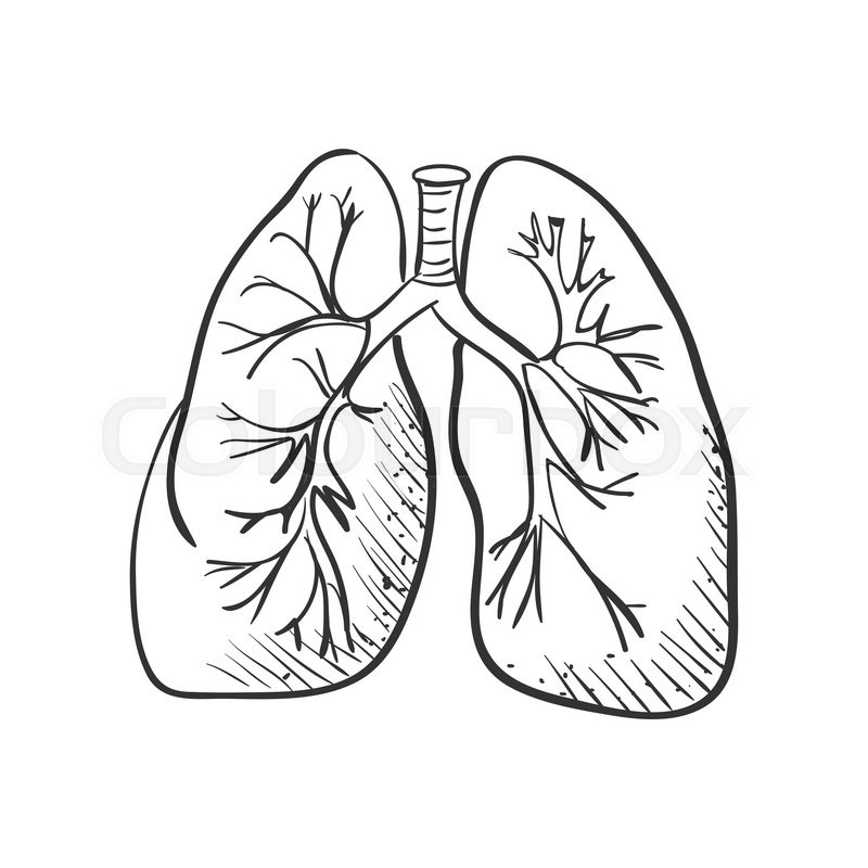 800x800 Lungs Doodle Drawing, Medical Background. Excellent Vector - Lungs Sketch