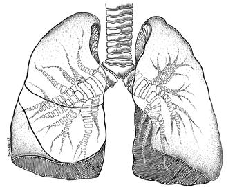 340x270 Lungs Illustration Etsy - Lungs Sketch