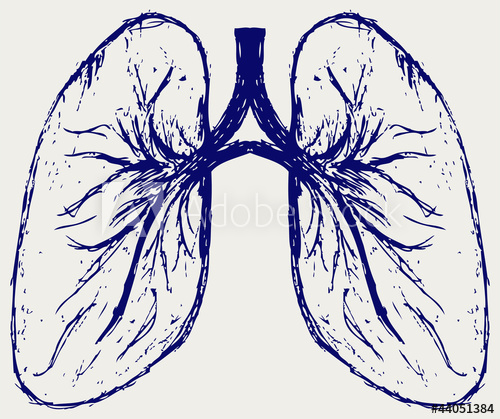 500x419 Lungs Person. Sketch - Lungs Sketch