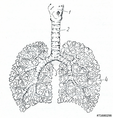 479x500 Sketch Of The Human Lungs Stock Photo And Royalty Free Images On - Lungs Sketch