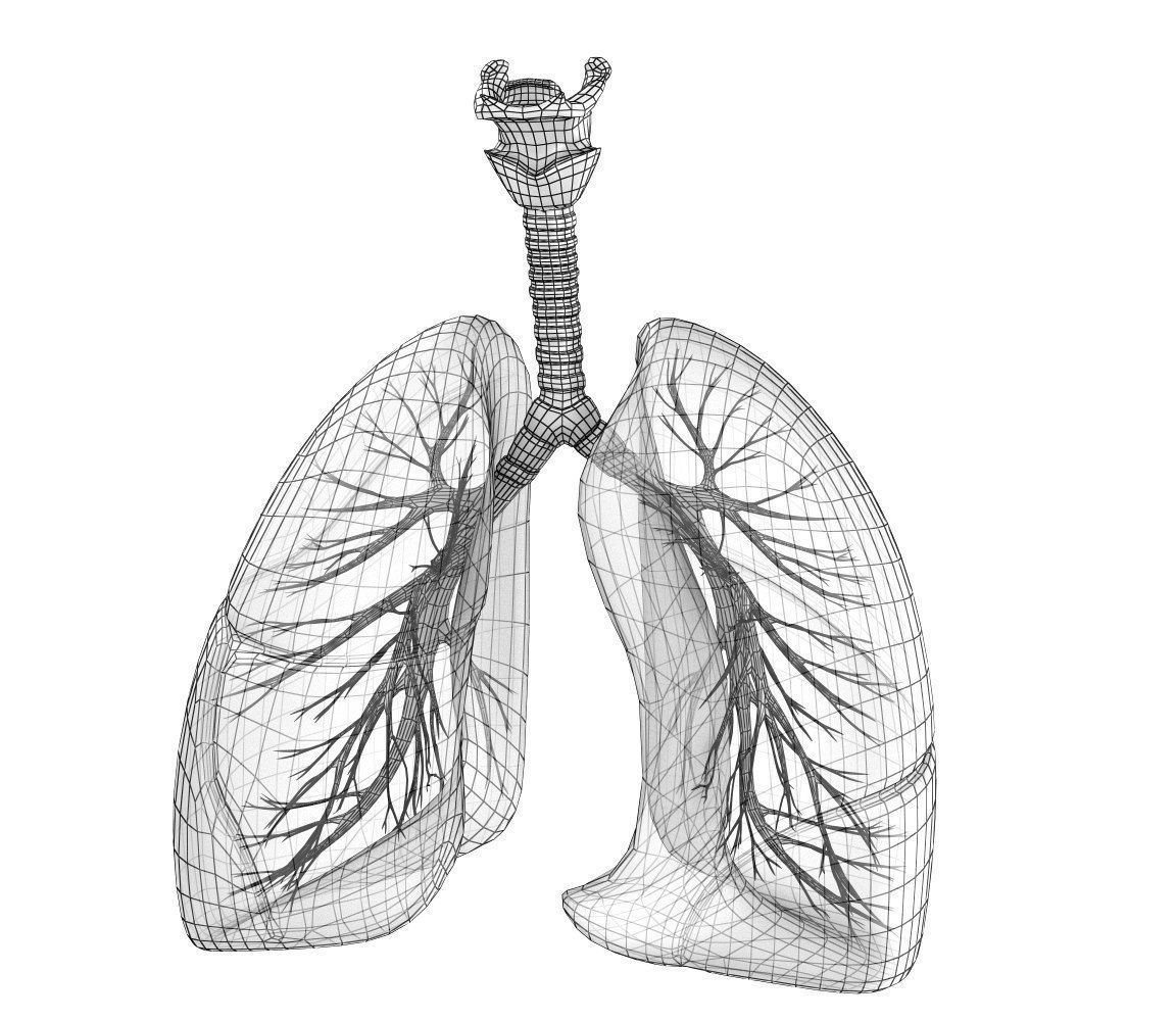 1152x1000 Animated Human Lungs - Lungs Sketch