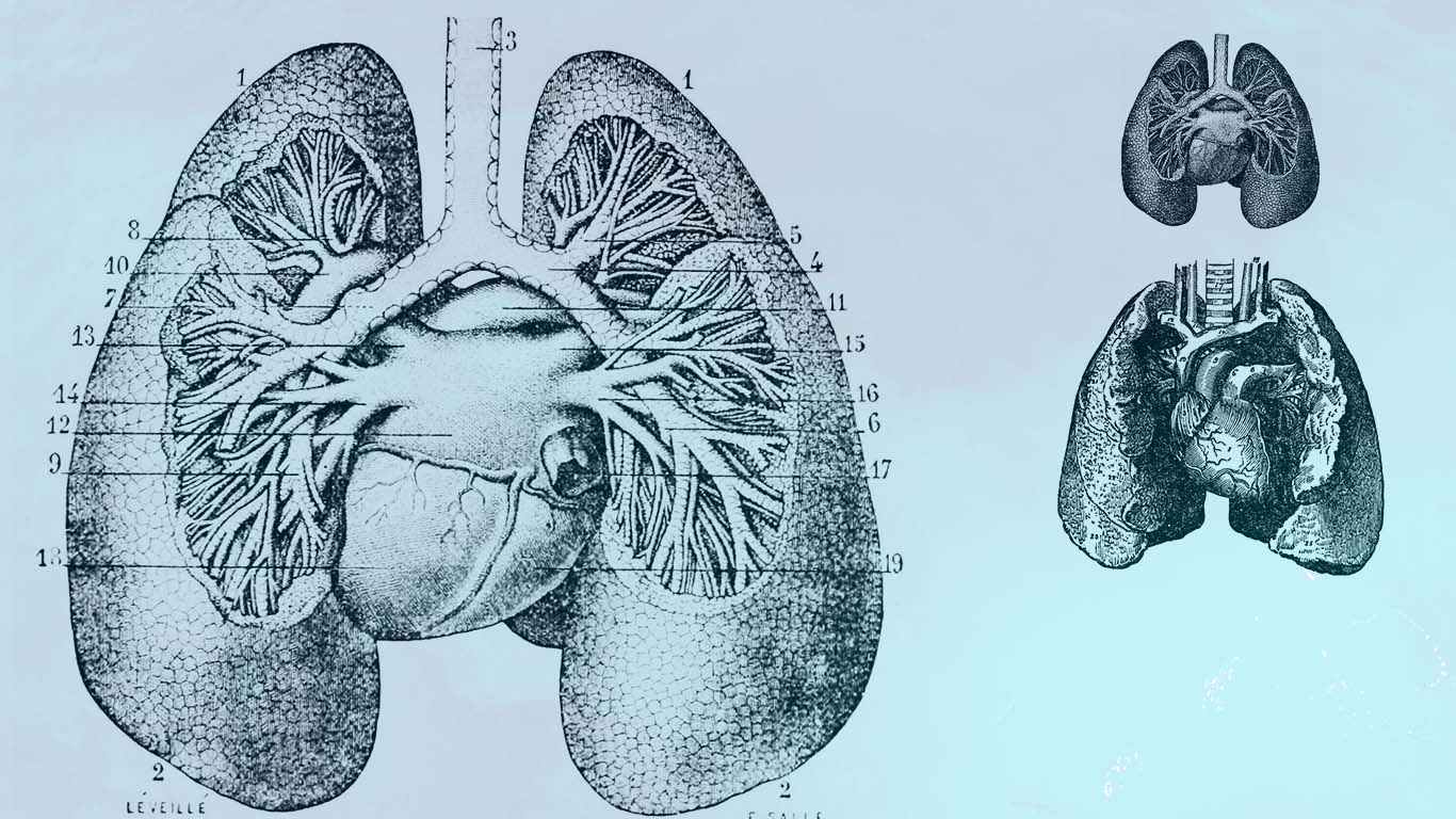 1366x768 Lungs Drawing Eastlondonlines - Lungs Sketch