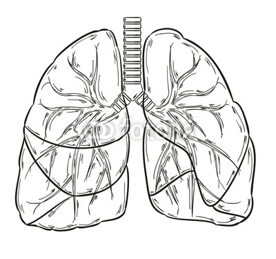 400x375 Fototapeta Lungs Sketch - Lungs Sketch