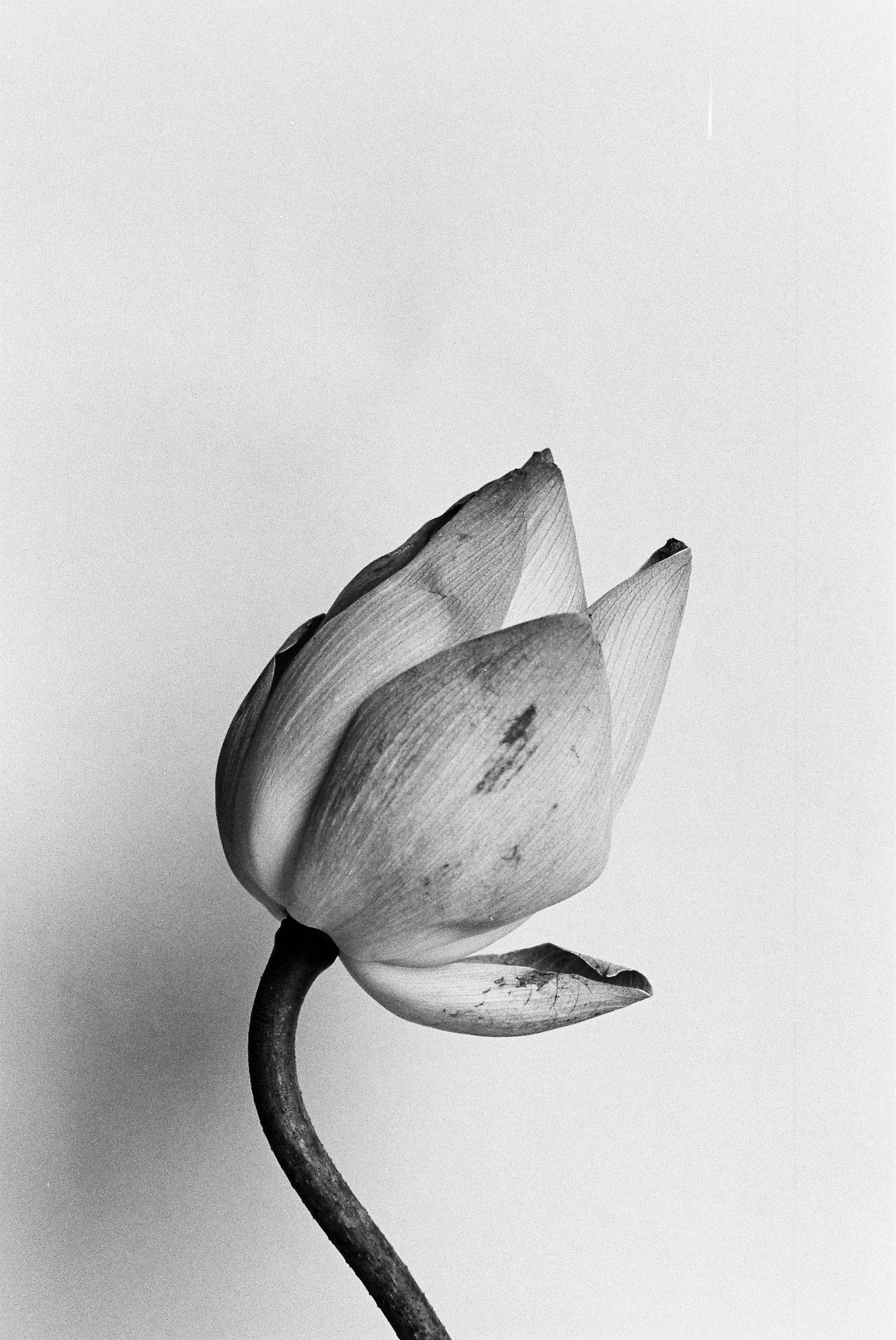 1580x2362 Lust - Lust Sketch